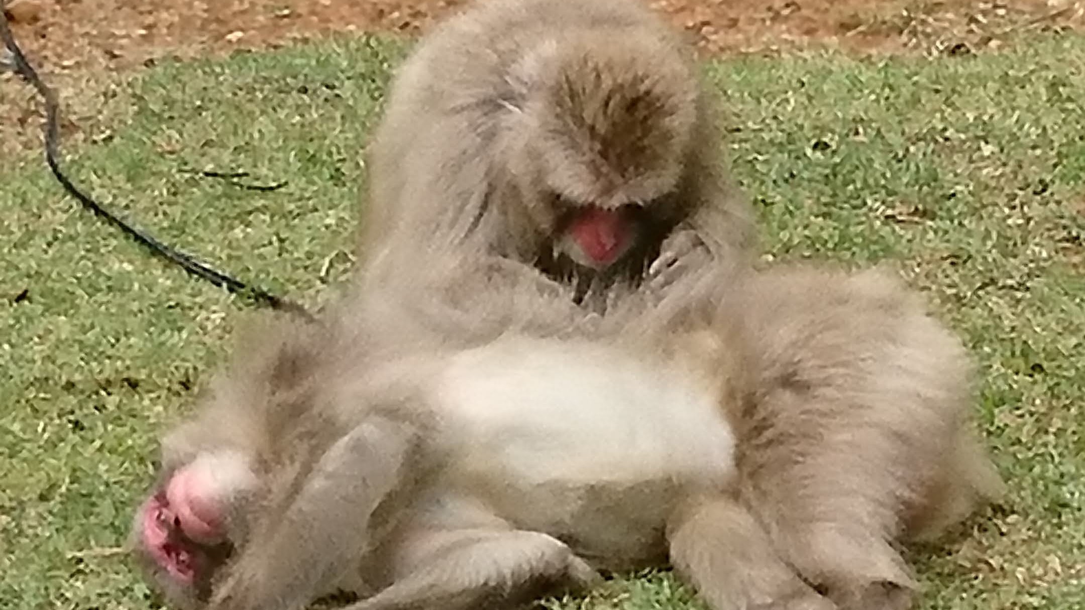 【嵐山】モンキーパークいわたやまの猿は人懐っこい！手の届く距離で寝てたりします（´;∀;｀）