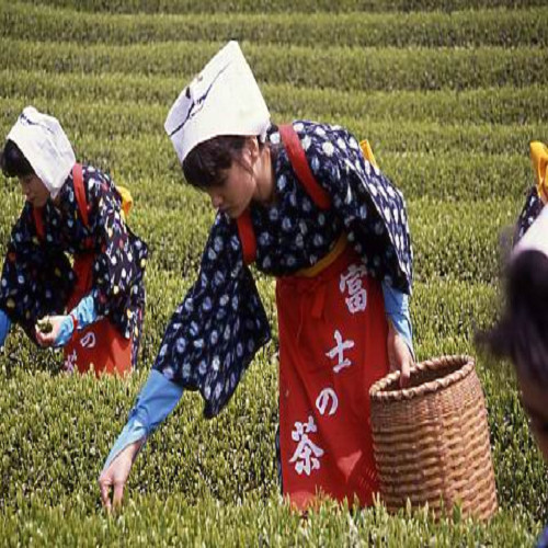 お茶摘み