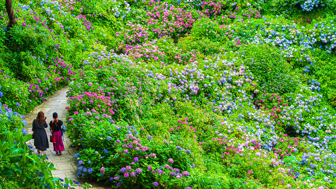 下田紫陽花