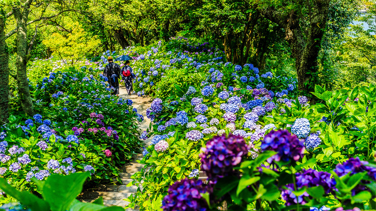 下田紫陽花