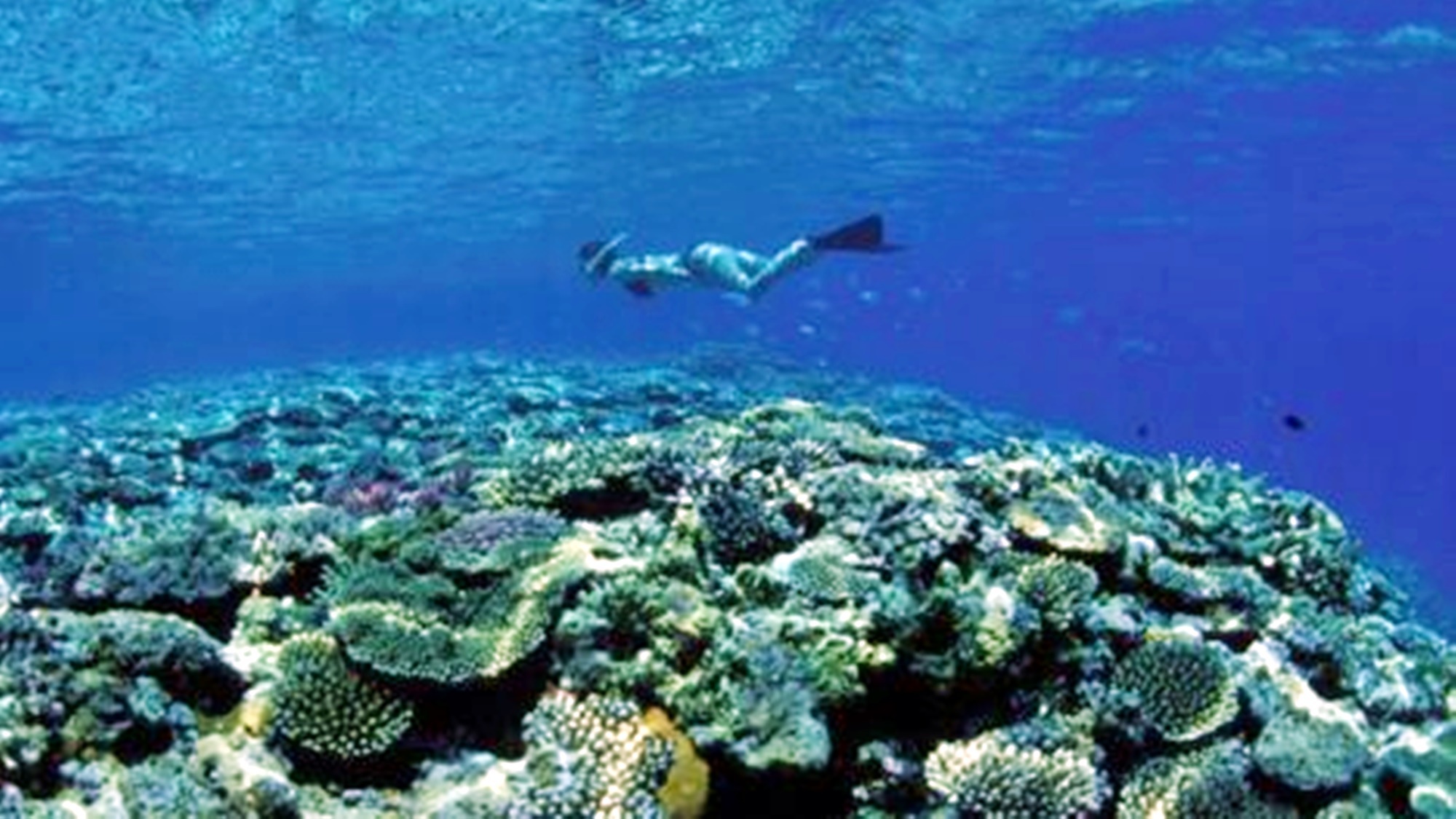 *サンゴ／さんご礁には色鮮やかな熱帯魚がたくさん！