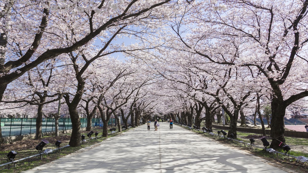 高田城址公園観桜会