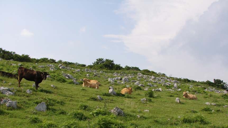 *カルストと牛雲の上のカルスト台地で放牧される牛たち。