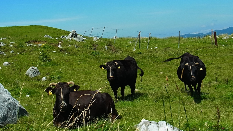 *牛の放牧広大な高原で牛たちがゆっくりと草を食べている風景は心が和みます。