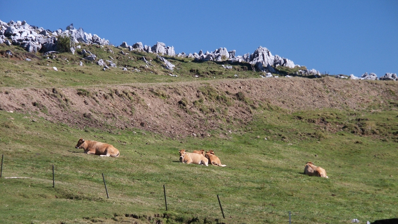 *牛たちがゆっくりと草を食べている風景は心が和みます。