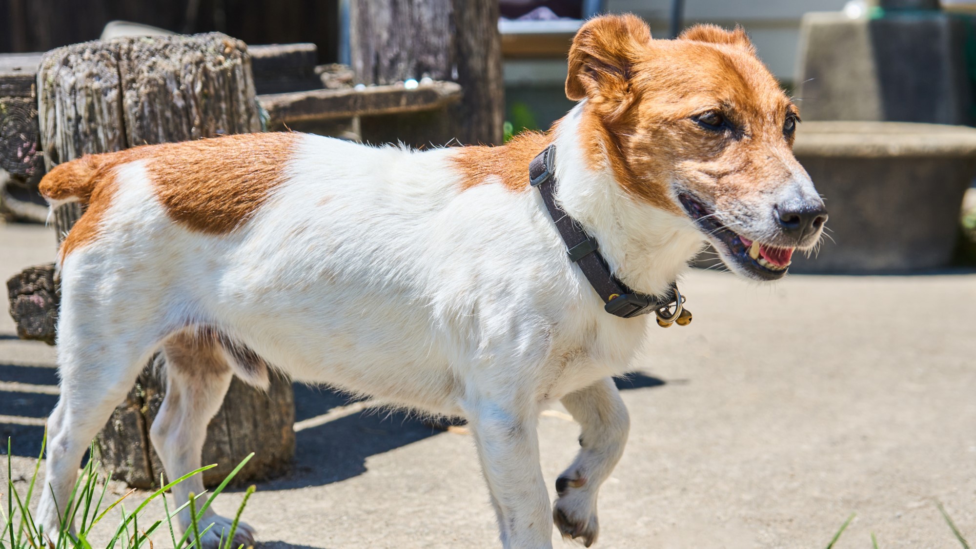 看板犬がお出迎え♪