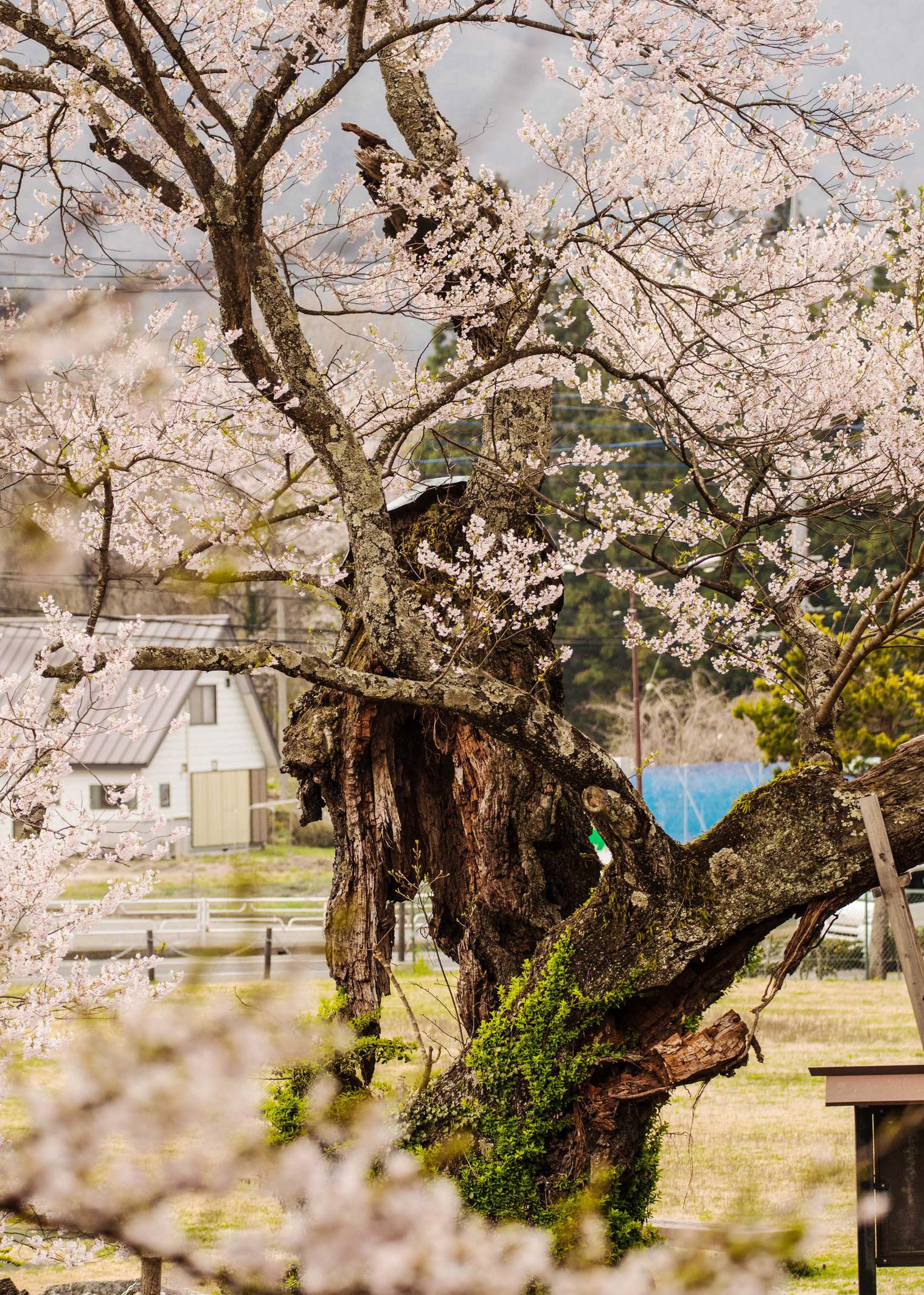 隣接する公園の逆さ桜