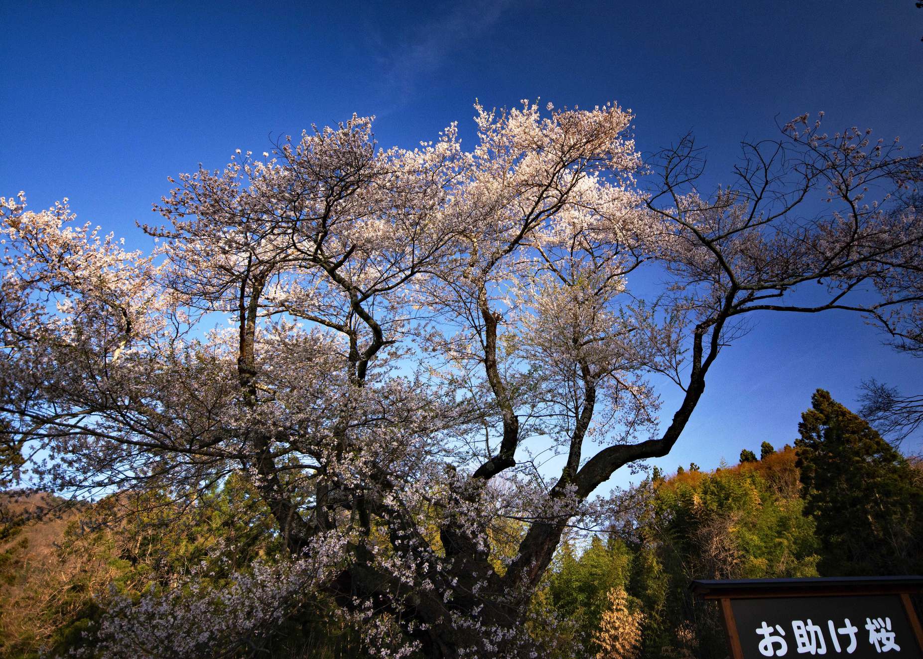 近隣のお助け桜