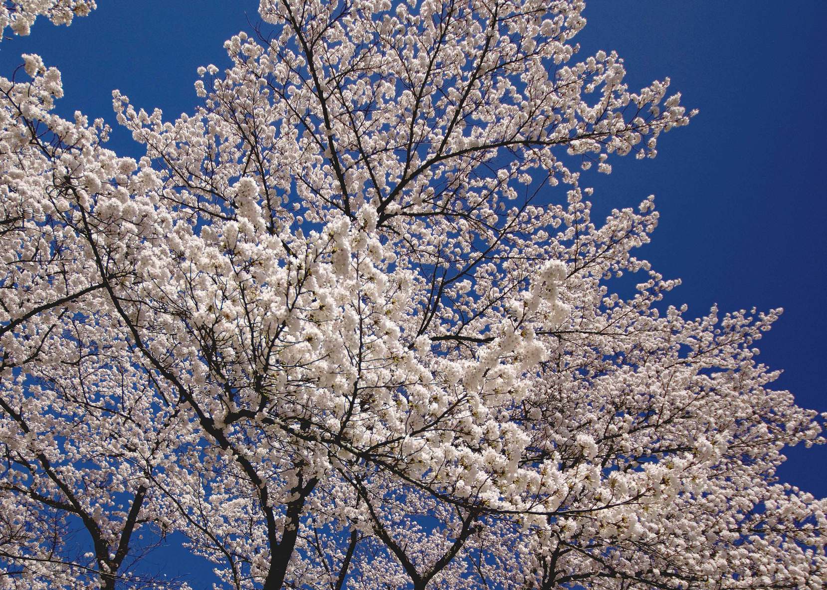 赤谷湖の桜