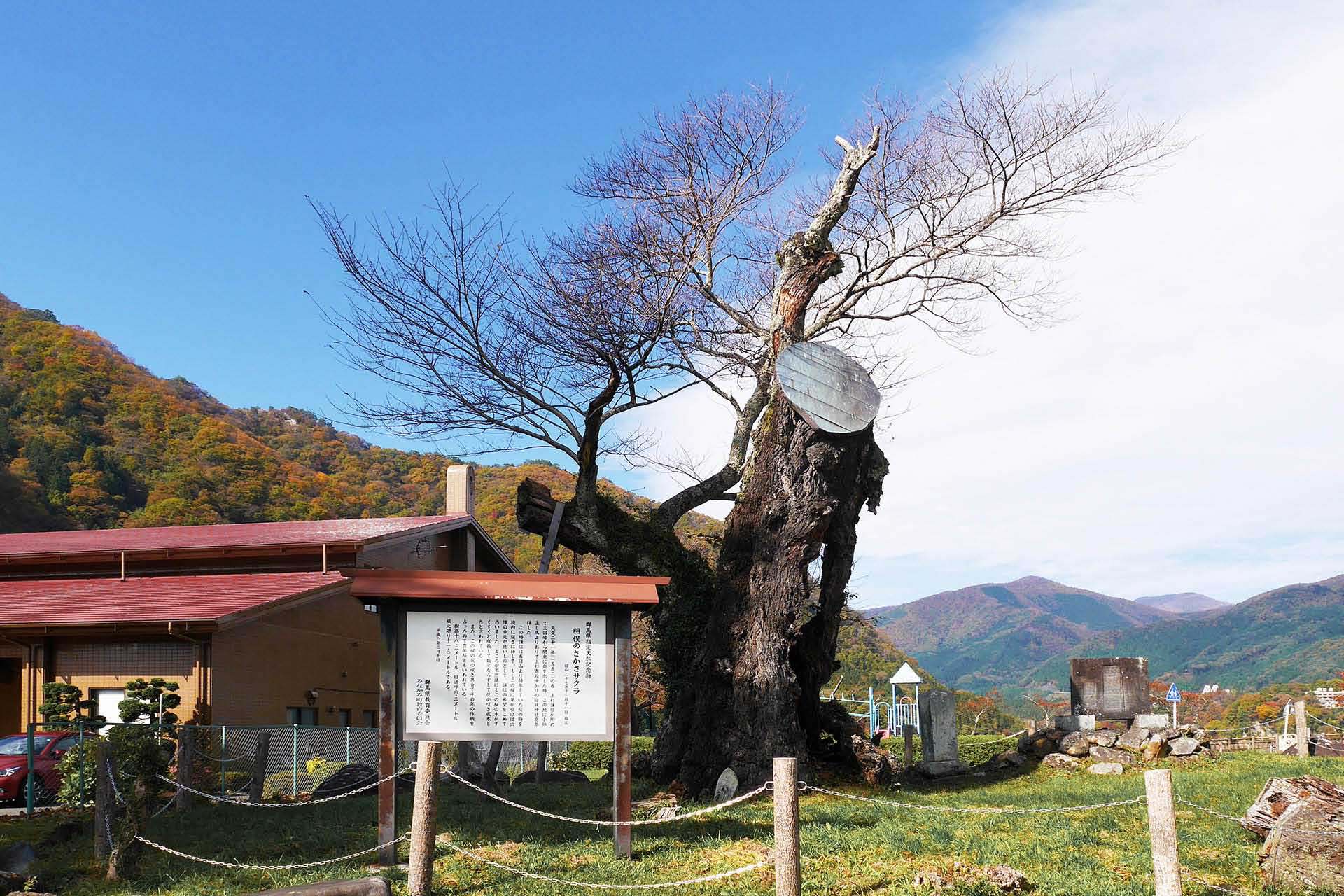 隣接する公園の逆さ桜