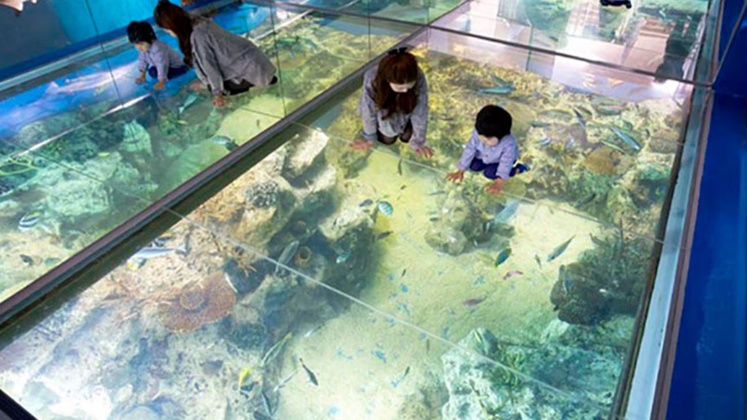 みて・ふれて・楽しく学べる！「越前松島水族館」