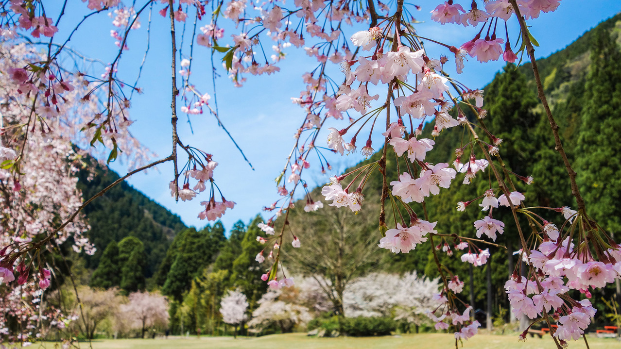 竹田のしだれ桜 例年の見頃：4月中旬〜下旬／宿から車で約30分