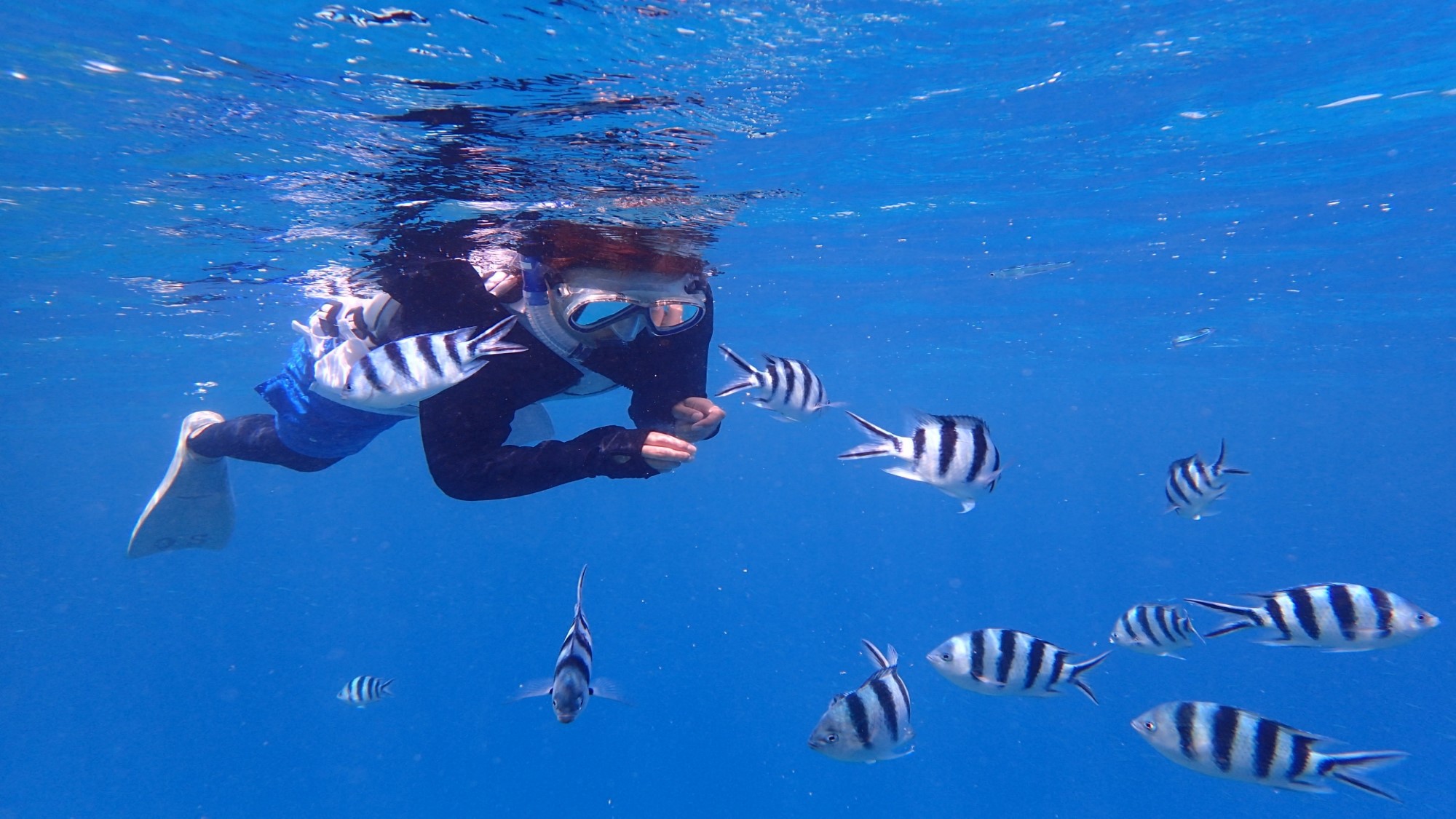 シュノーケリングで海の魅惑的な風景や海洋生物を探検しよう！