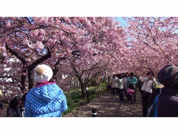 河津桜