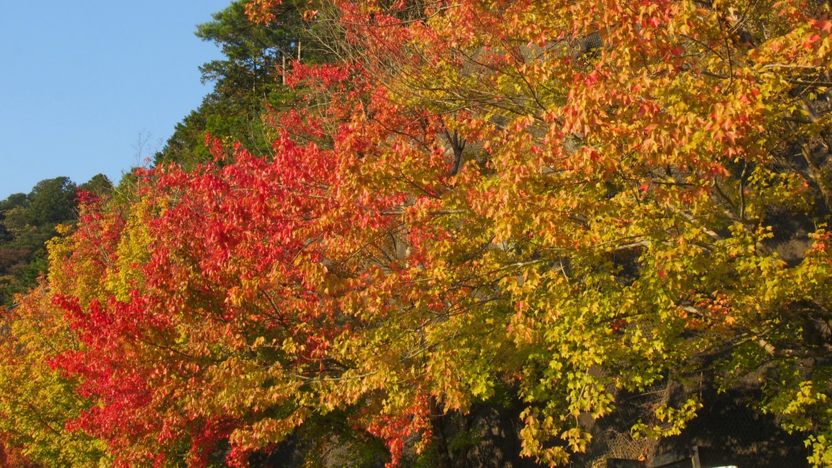 秋は紅葉に包まれます