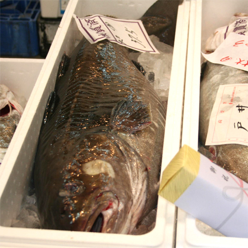 *【初せり（魚介類）】