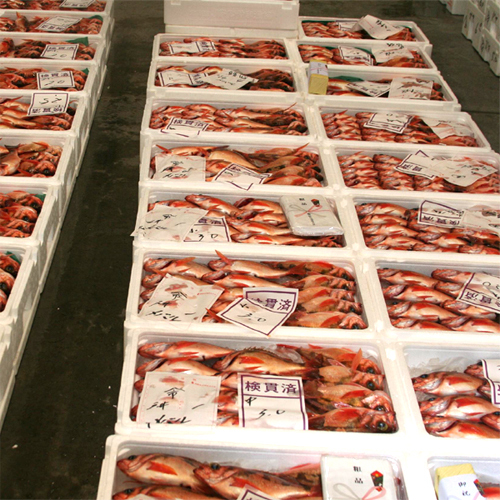 *【初せり（魚介類）】