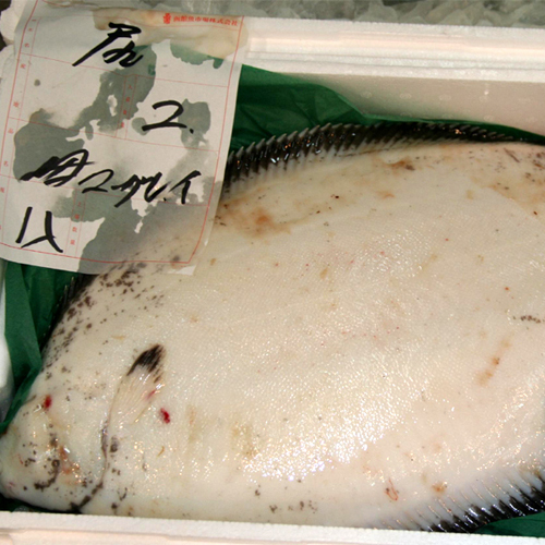 *【初せり（魚介類）】