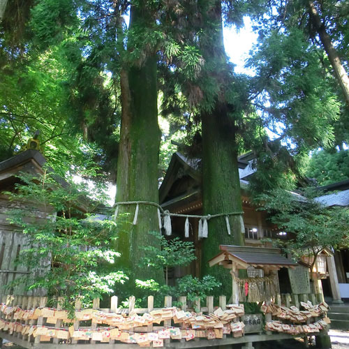 ＜高千穂神社＞夫婦杉。好きな人と手をつないで3回回ると。。。