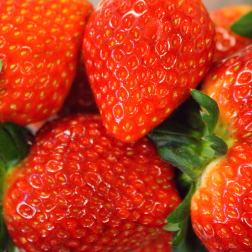 【とちおとめ】栃木県特産品の甘酸っぱく香り高いイチゴ