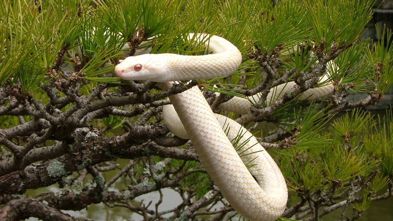 岩国シロヘビの館