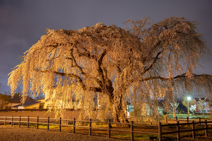法亀寺の枝垂れ桜夜桜