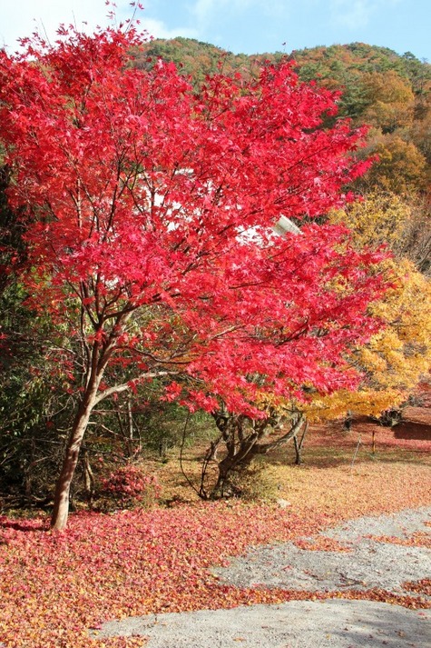 紅葉5