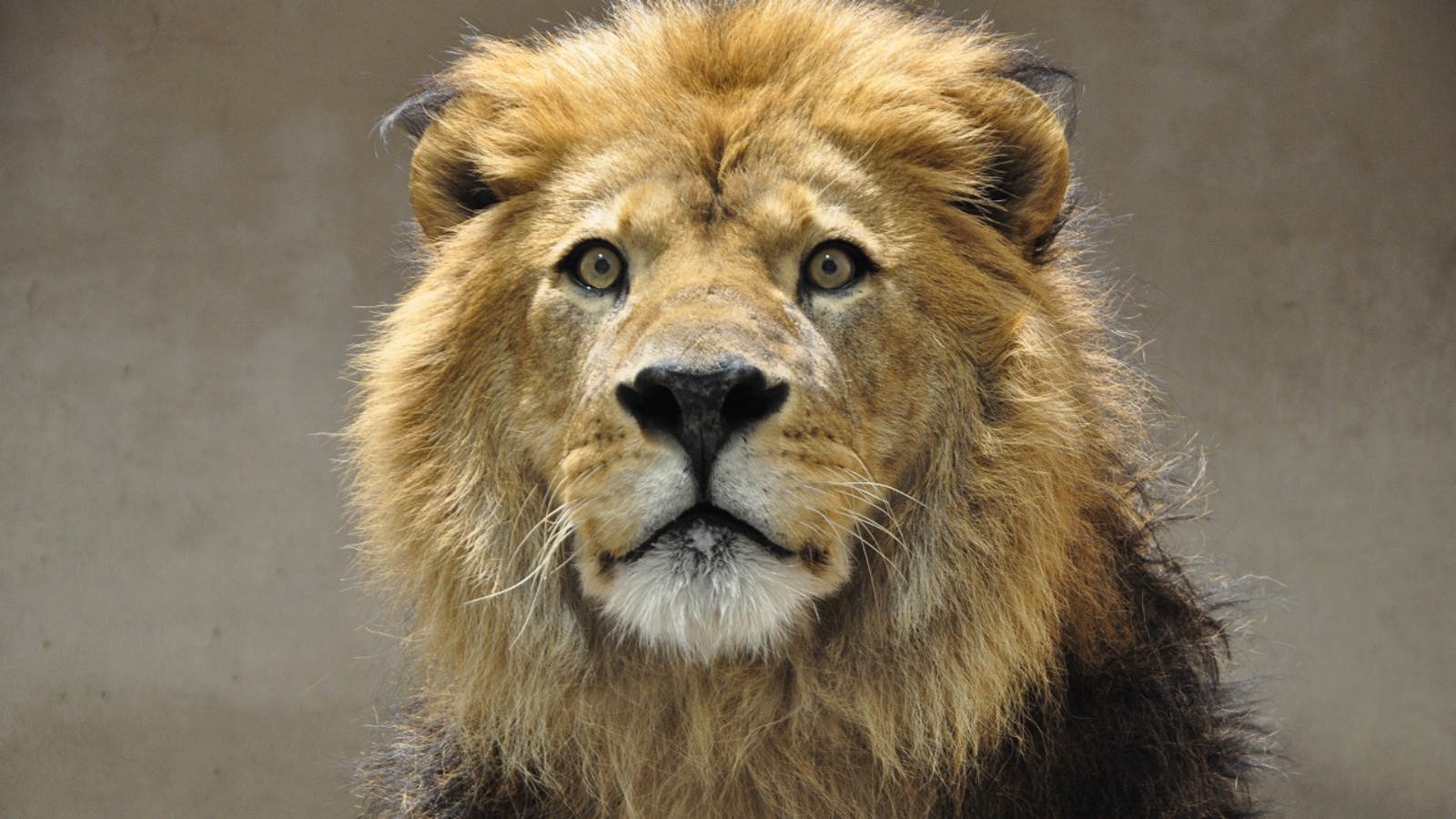 東山動物園百獣の王ライオン