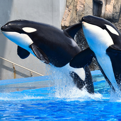 *【名古屋港水族館】当館より車(有料道路利用）で約20分！大人気の水族館です♪