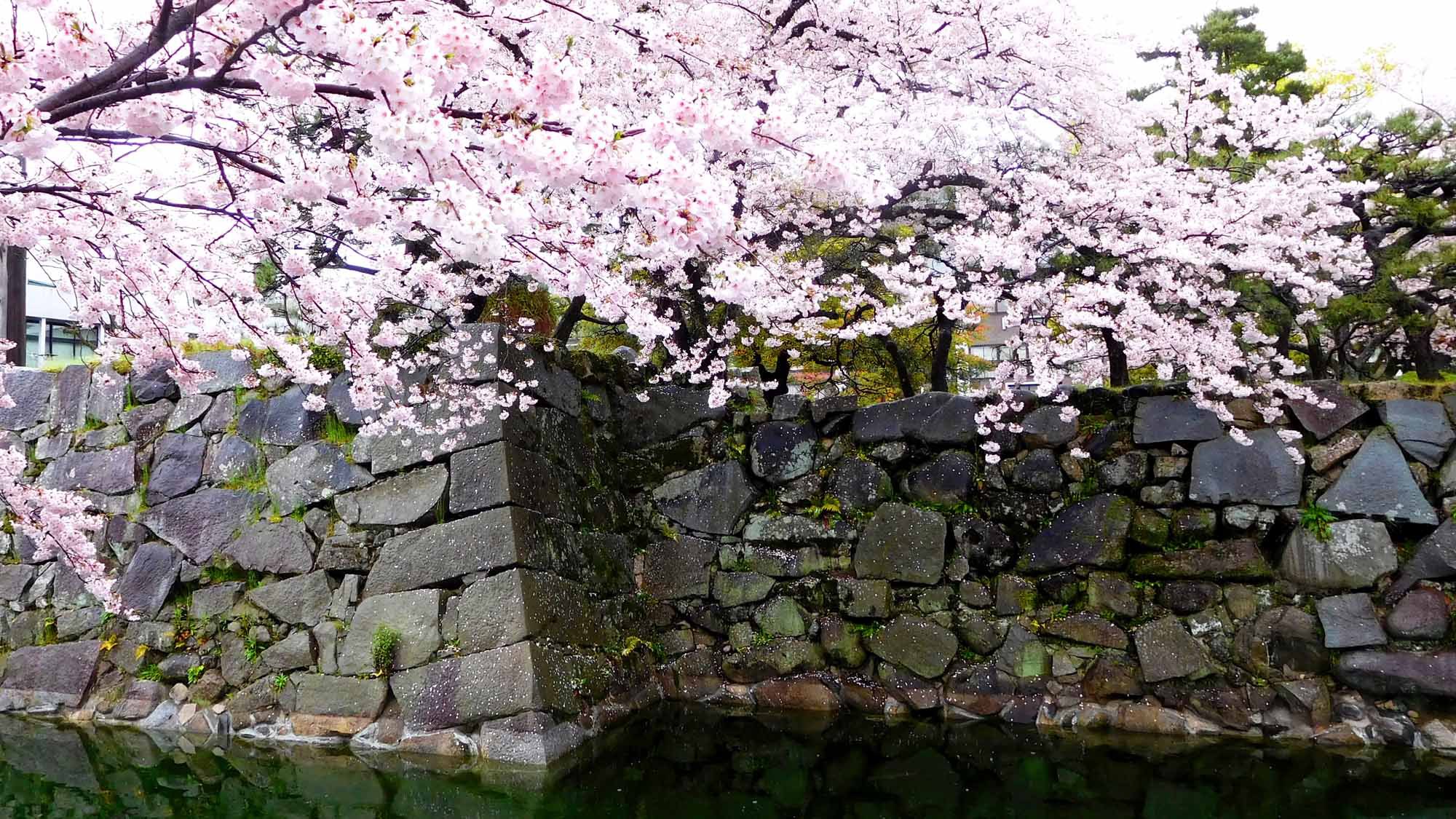 唐津城・肥後堀の桜