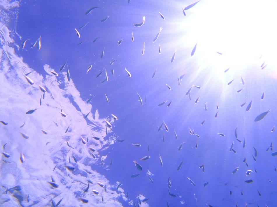 海の中から見上げる空