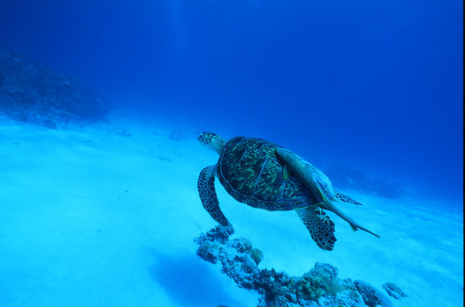 ケラマ諸島渡嘉敷島ウミガメ