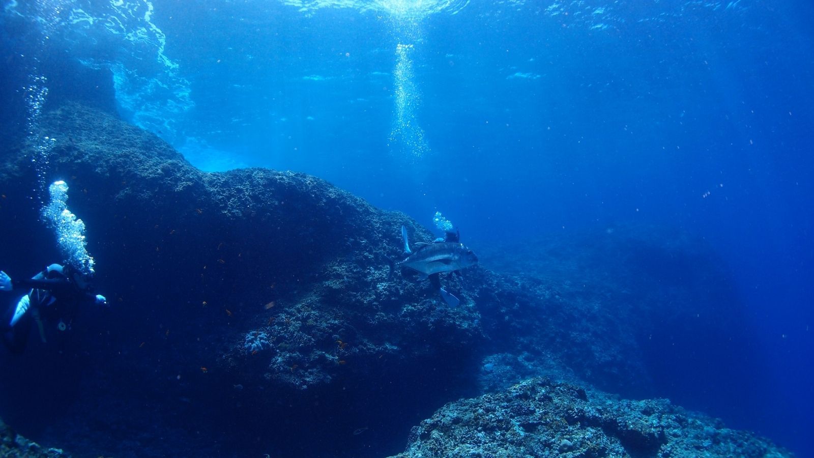 色鮮やかな海の世界を