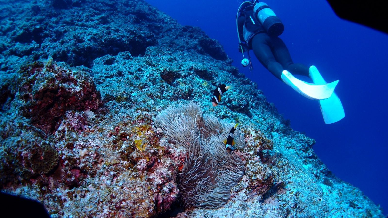 【青の世界へ】ダイビング体験プラン