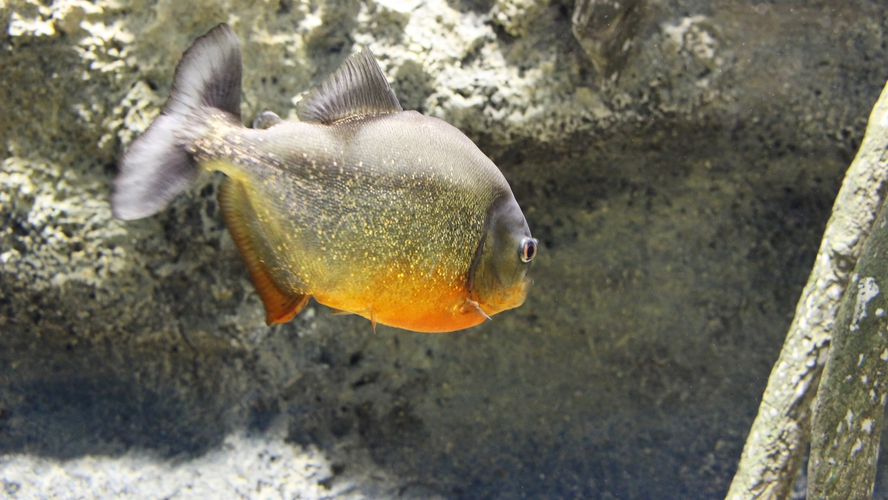 *周辺観光/山の水族館