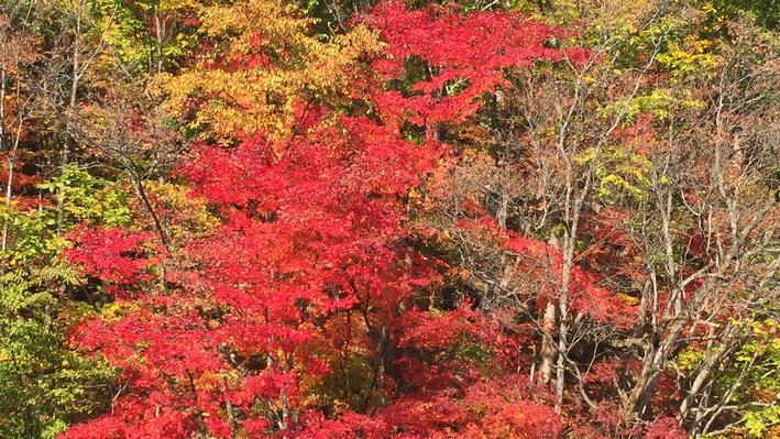 *秋には色鮮やかに染まった紅葉をお楽しみいただけます！