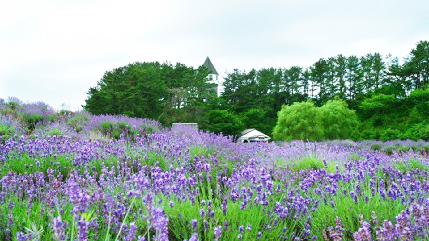 *周辺観光【ぽんぽこ山】八峰町にある「ぽんぽこ山」のラベンダー畑。人気のフォトスポットです。