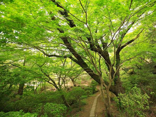 当館敷地内にある「御船山楽園：国登録記念物」夏の情景 ※当館ご宿泊のお客様は入園無料