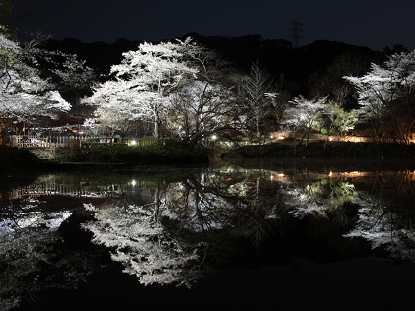 ３月下旬から４月初旬まで御船山楽園で開催される桜のライトアップ ※竹林亭ご宿泊者は入園無料