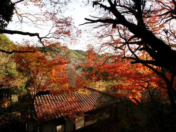 敷地内にある庭園『御船山楽園：国指定』では１１月１日〜１２月５日まで『紅葉祭り』を開催。