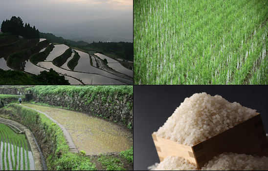 日本の棚田百選に選ばれた有田・岳の棚田で、大切に育てられた特別栽培米