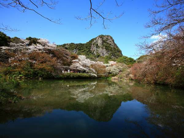 御船山楽園の５０００本の桜※見頃は３月中旬〜４月上旬