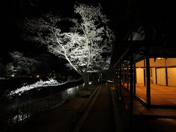 ３月下旬から４月初旬まで御船山楽園で開催される桜のライトアップ ※竹林亭ご宿泊者は入園無料