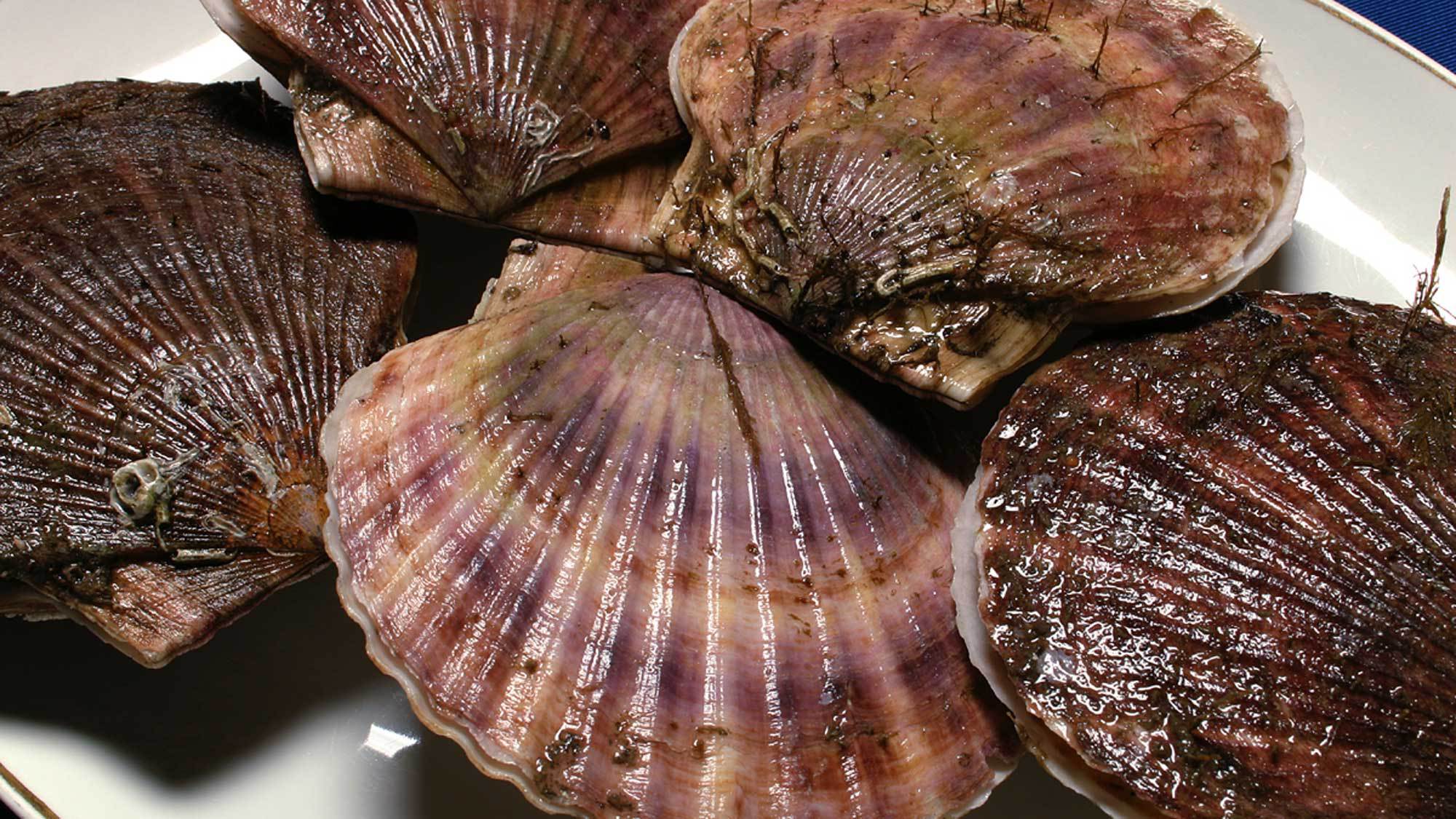 【標津・尾岱沼の海の幸】天然ホタテはその美味しさから調理方法も様々。
