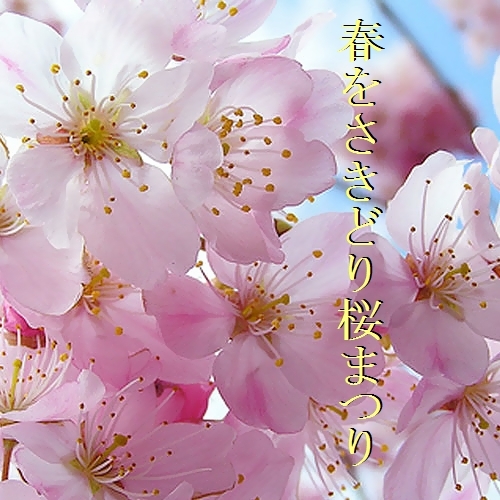 桜