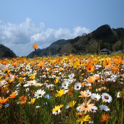 松崎町・田んぼを使った花畑