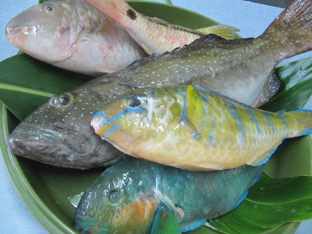 もぐり漁で獲ったお魚たち