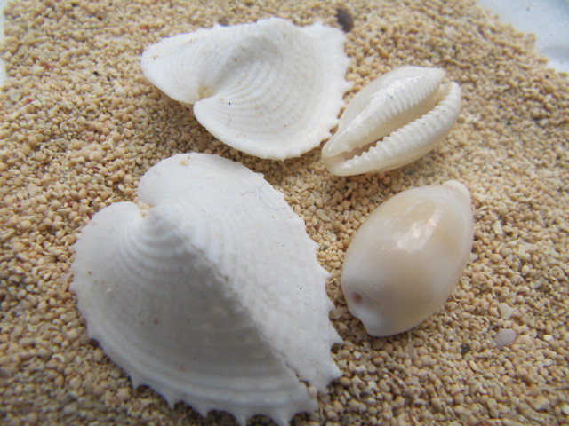 リュウキュウダカラ&リュウキュウアオイガイ