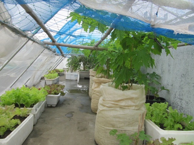 家庭菜園