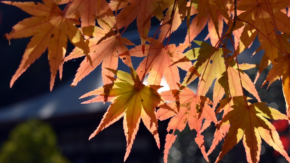 *ライトアップされた紅葉